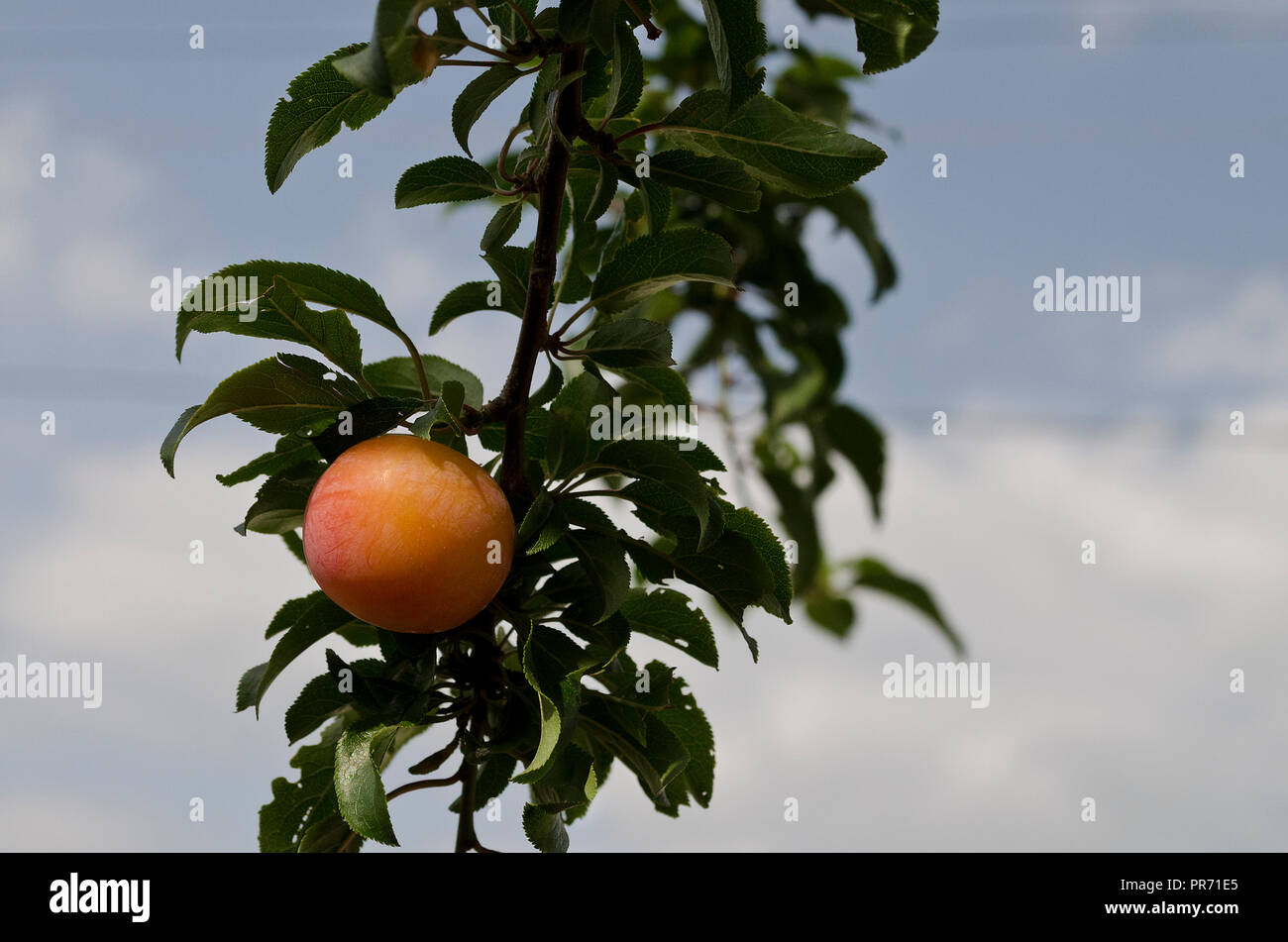 Growing bio fruits in the northern Bulgaria Stock Photo