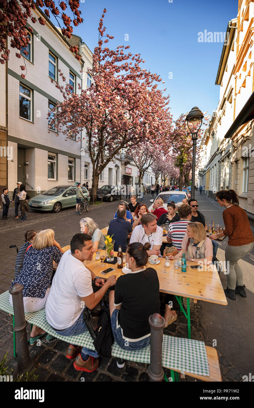 Outdoor café under blooming cherry trees in Heerstrasse, Bonn, Germany Stock Photo