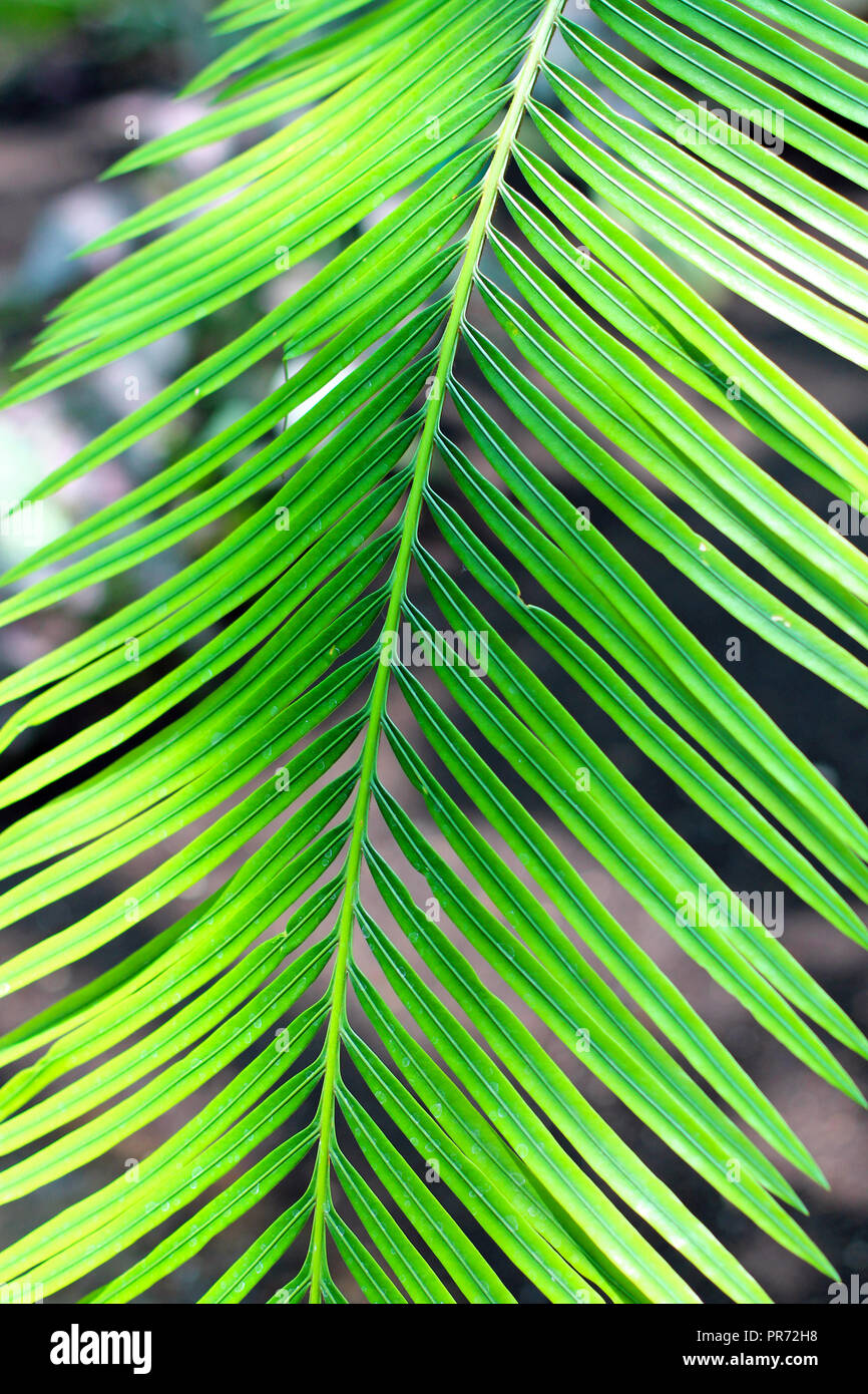 Green palm leaf close up view Stock Photo