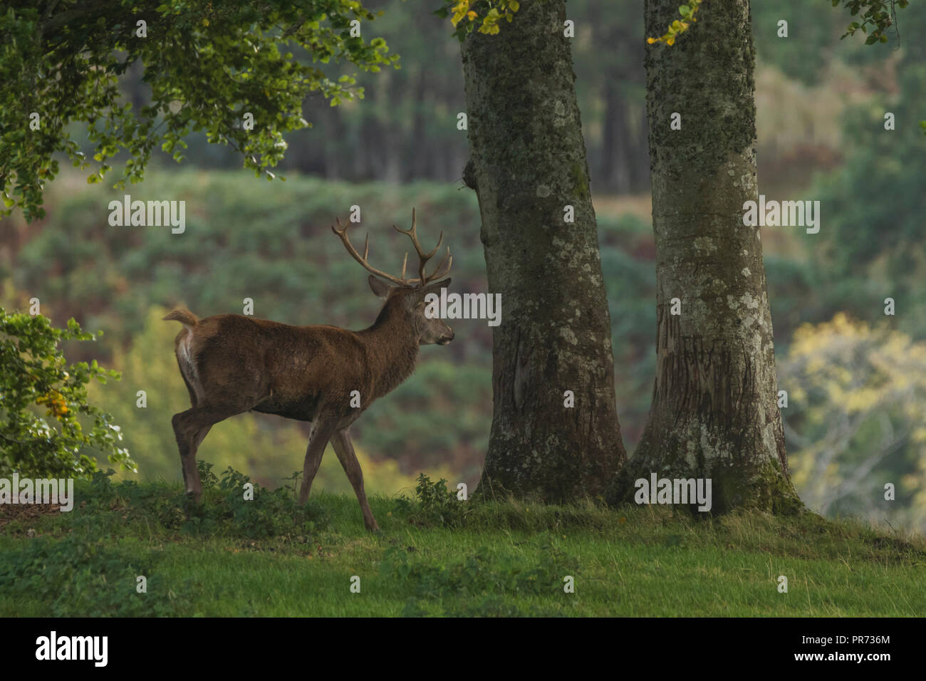 Red deer stag in woodland in Scotland in autumn, UK Stock Photo