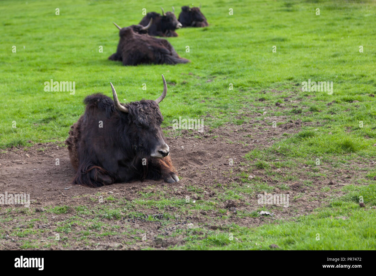 Tibetan cow hi-res stock photography and images - Alamy