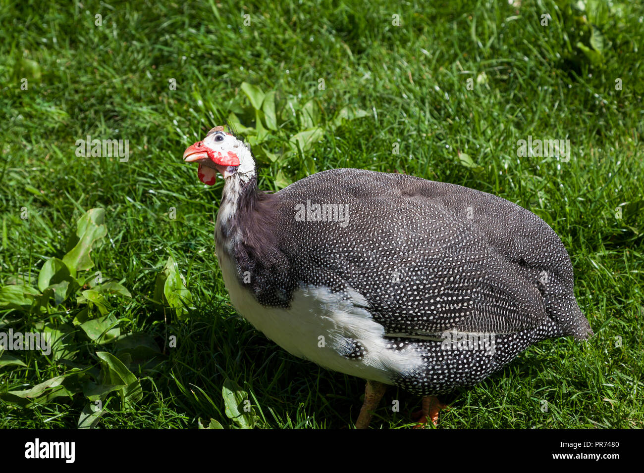 A guineafowl bird looking up to the sky with dark grey feathers with