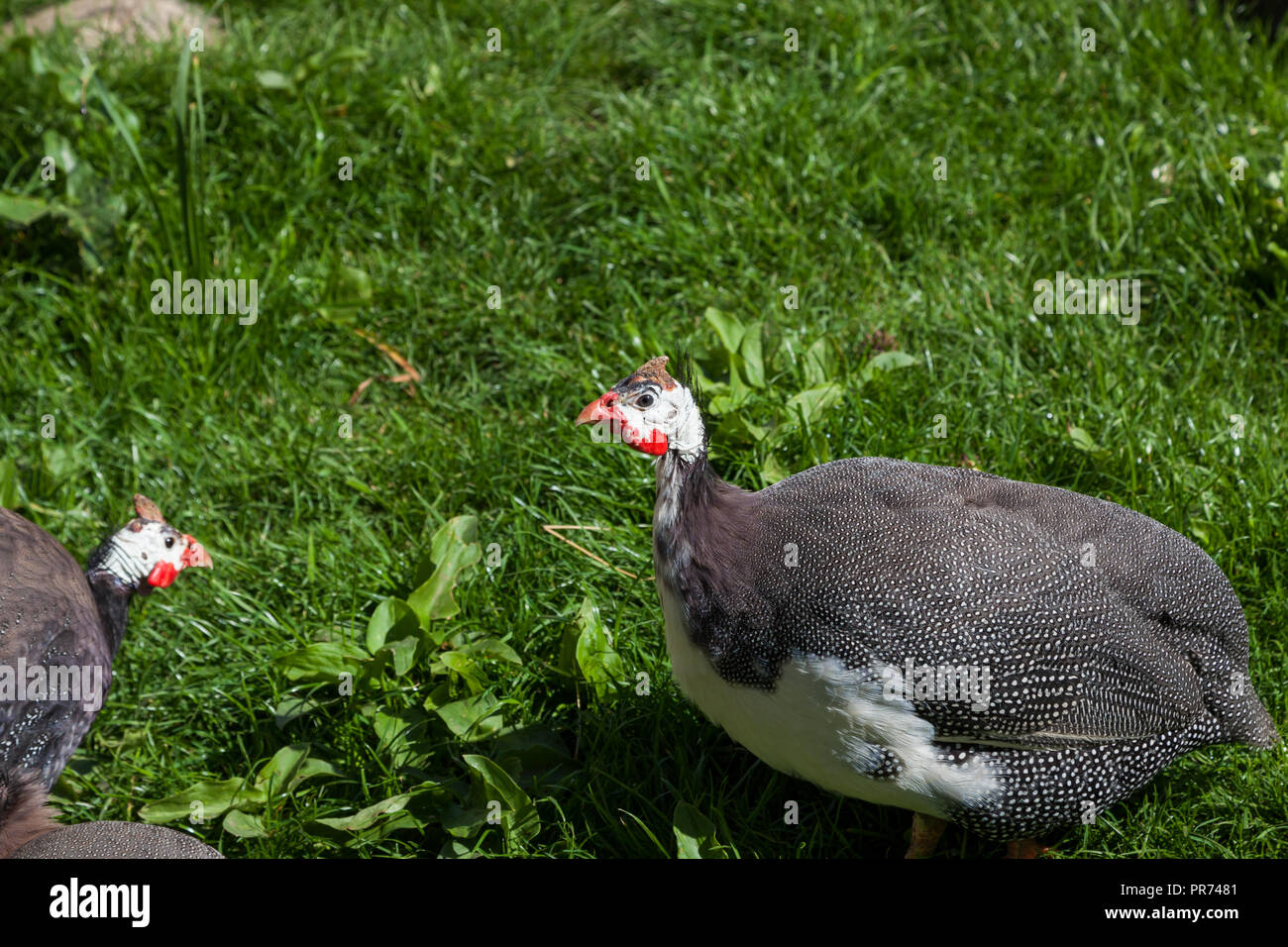 Guineafowl birds with dark grey feathers with white spots and white