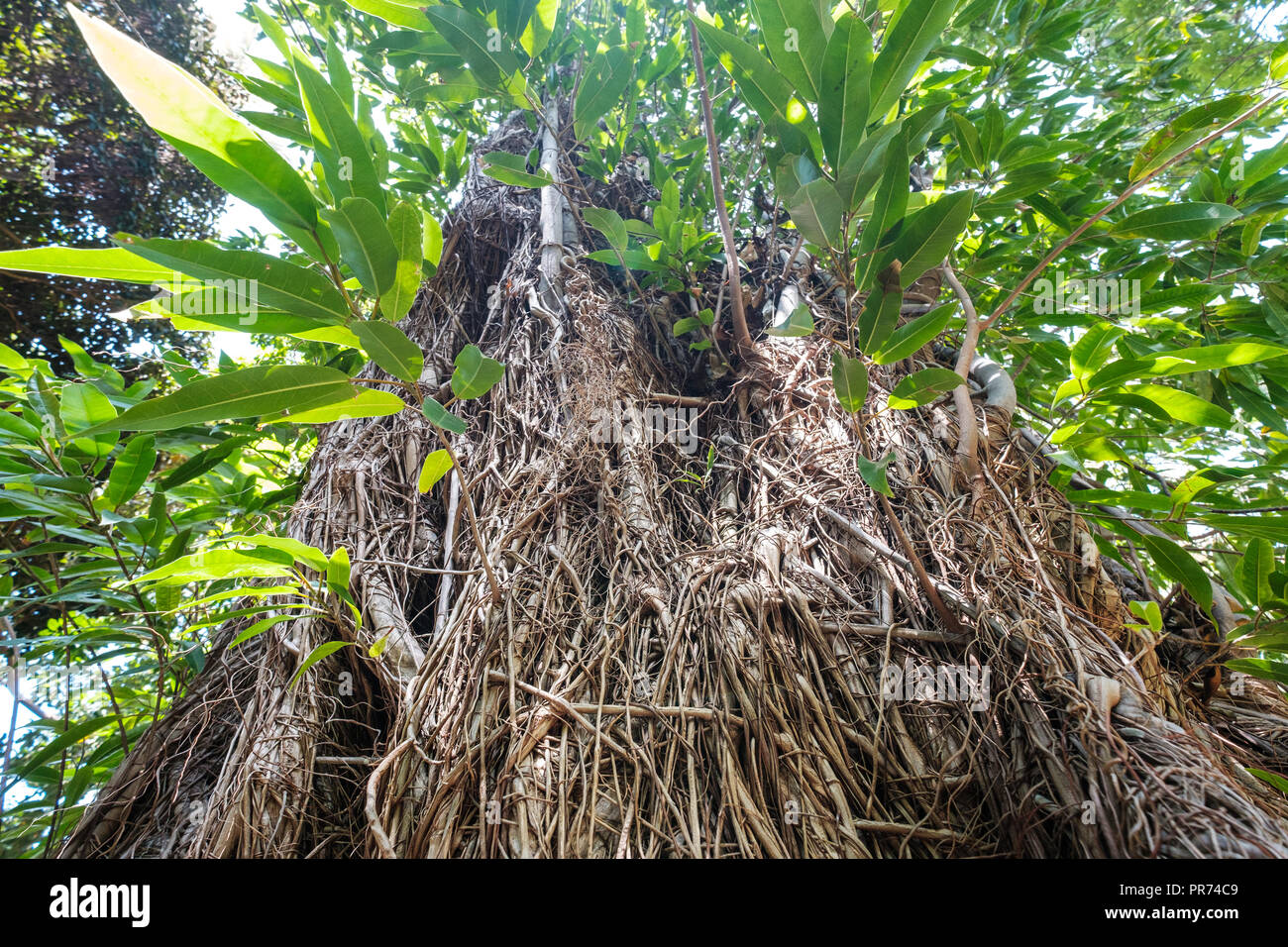 tree overgrown by roots from shrub (Coussapoa  Microcarp) - Stock Photo