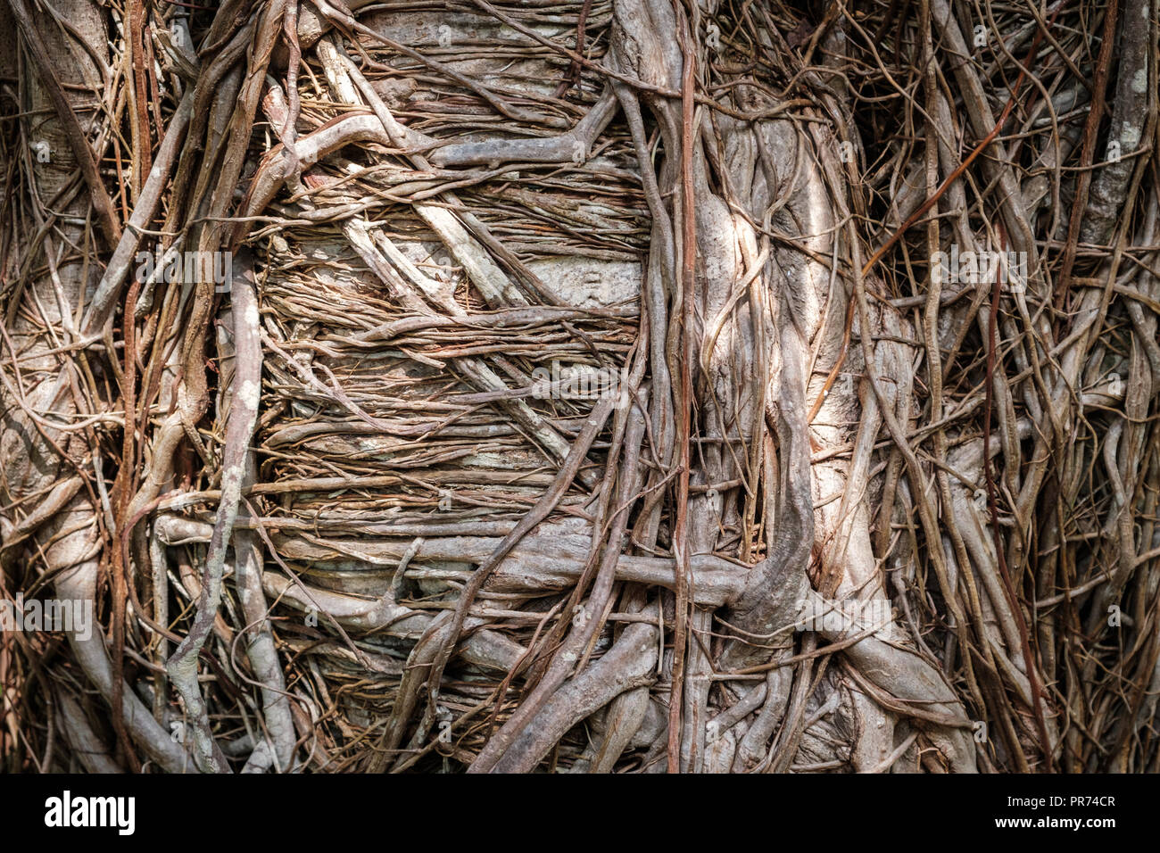 organic root pattern - tree roots  nature background Stock Photo