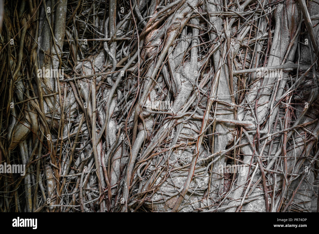 chaotic roots on tropical tree - chaos concept - Stock Photo