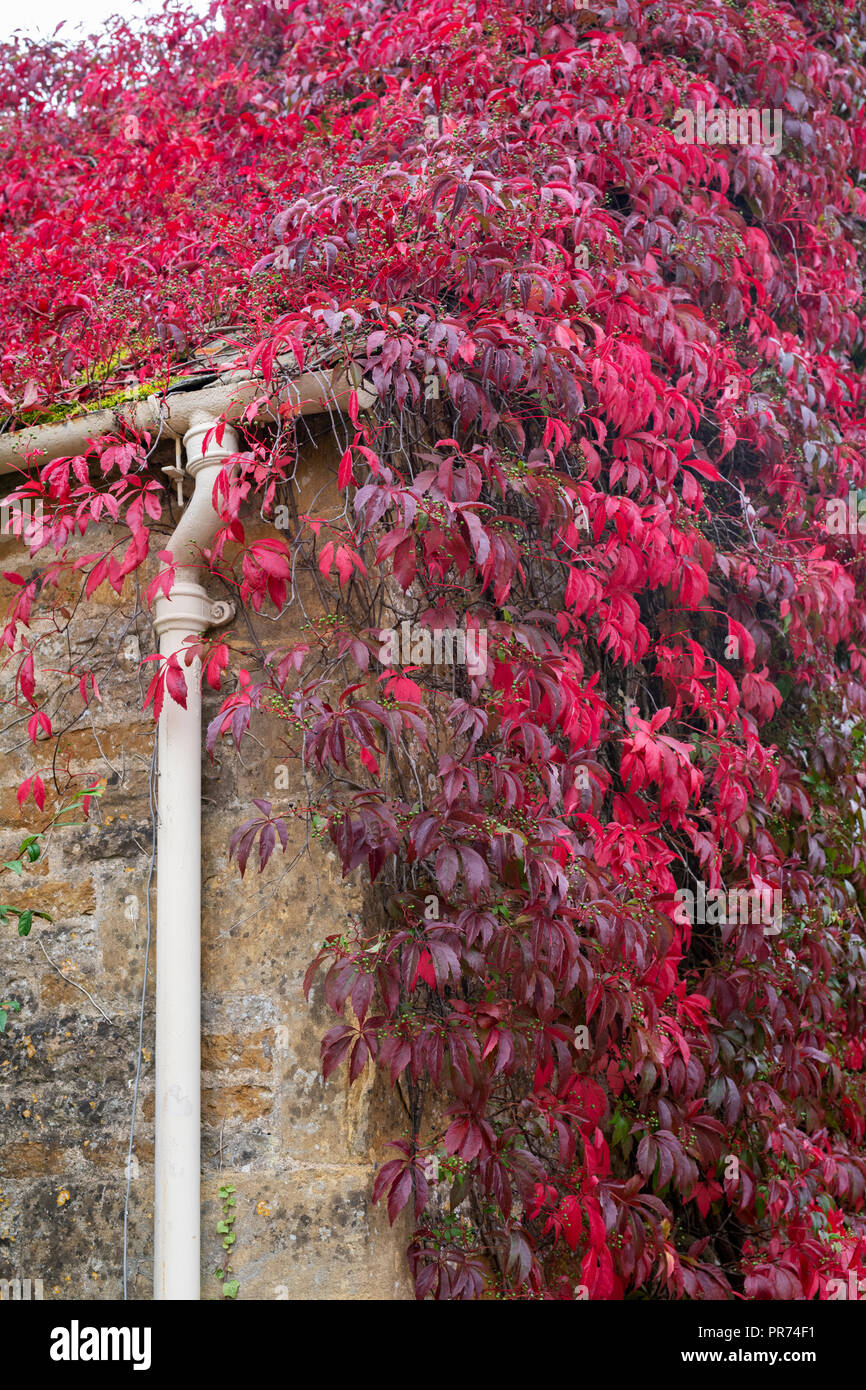 Parthenocissus quinquefolia.Virginia creeper / American ivy covering a barn wall. Adlestrop, Cotswolds, Gloucestershire, England Stock Photo