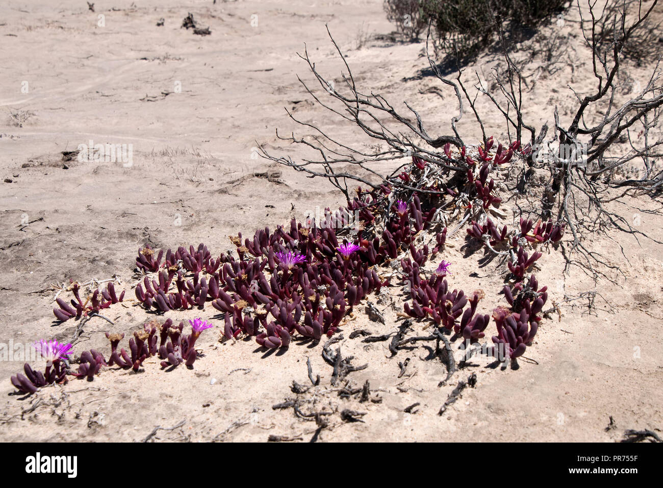 Chinocup Nature Reserve Western Australia, purple flowering pigface spreading across the desert landscape Stock Photo