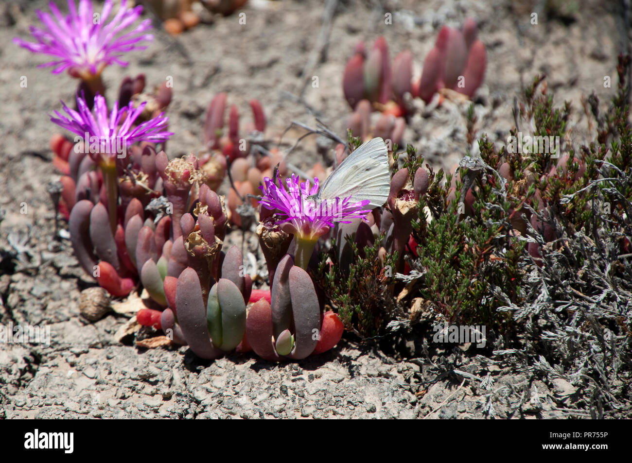 Chinocup Nature Reserve Western Australia, purple flowering pigface with white butterfly Stock Photo