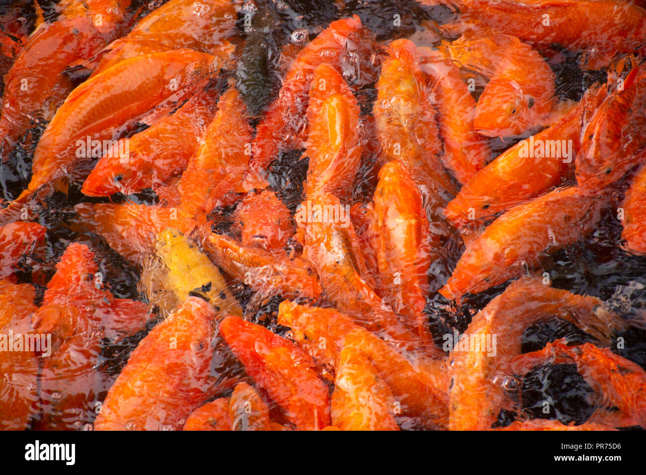 Aggregation of common carp or koi, Cyprinus carpio, feeding at surface, Beihai Park, Beijing, China Stock Photo