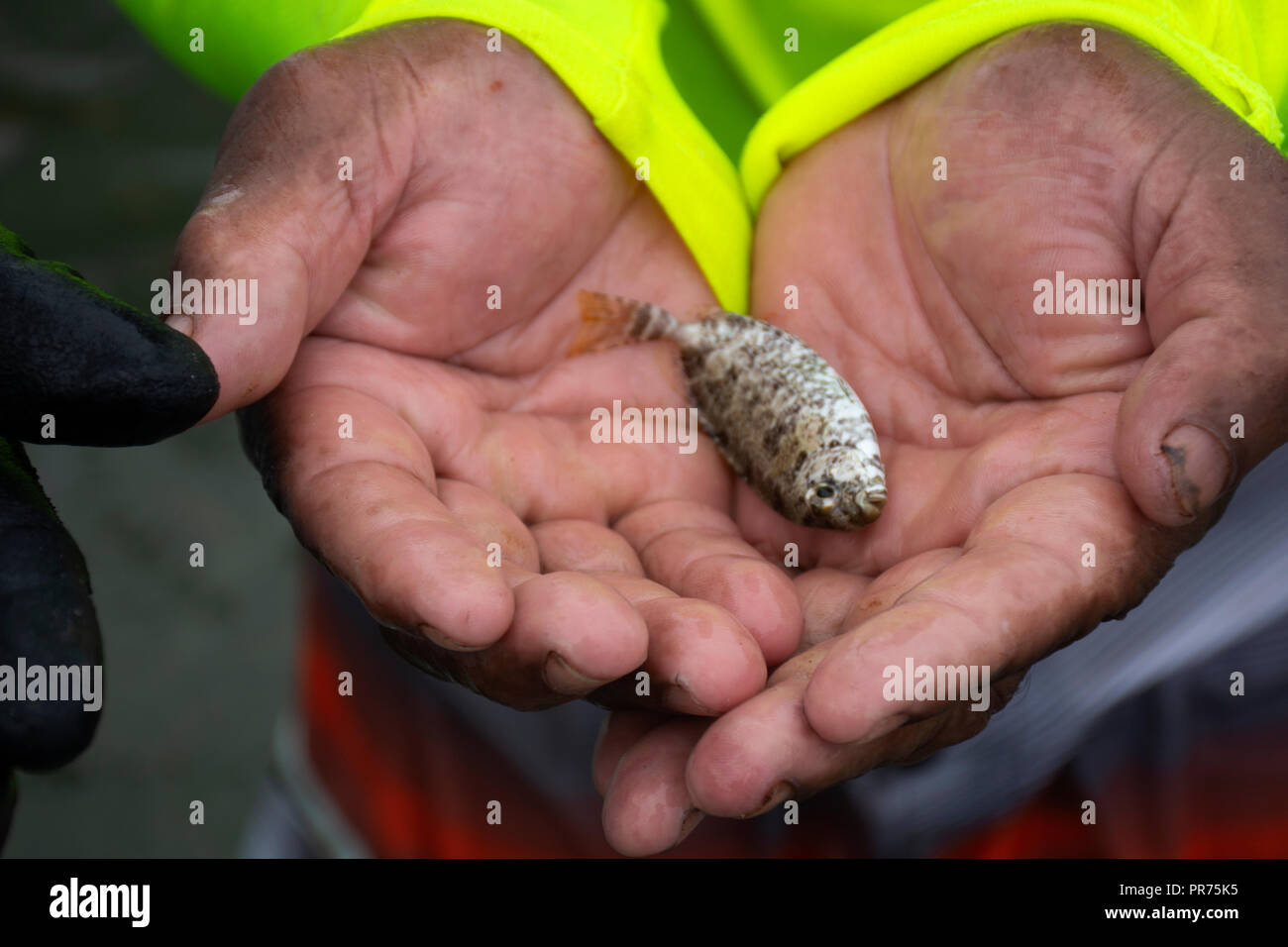 Scribbled rabbitfish, Siganus spinus, being held, Pohnpei, Federated States of Micronesia Stock Photo