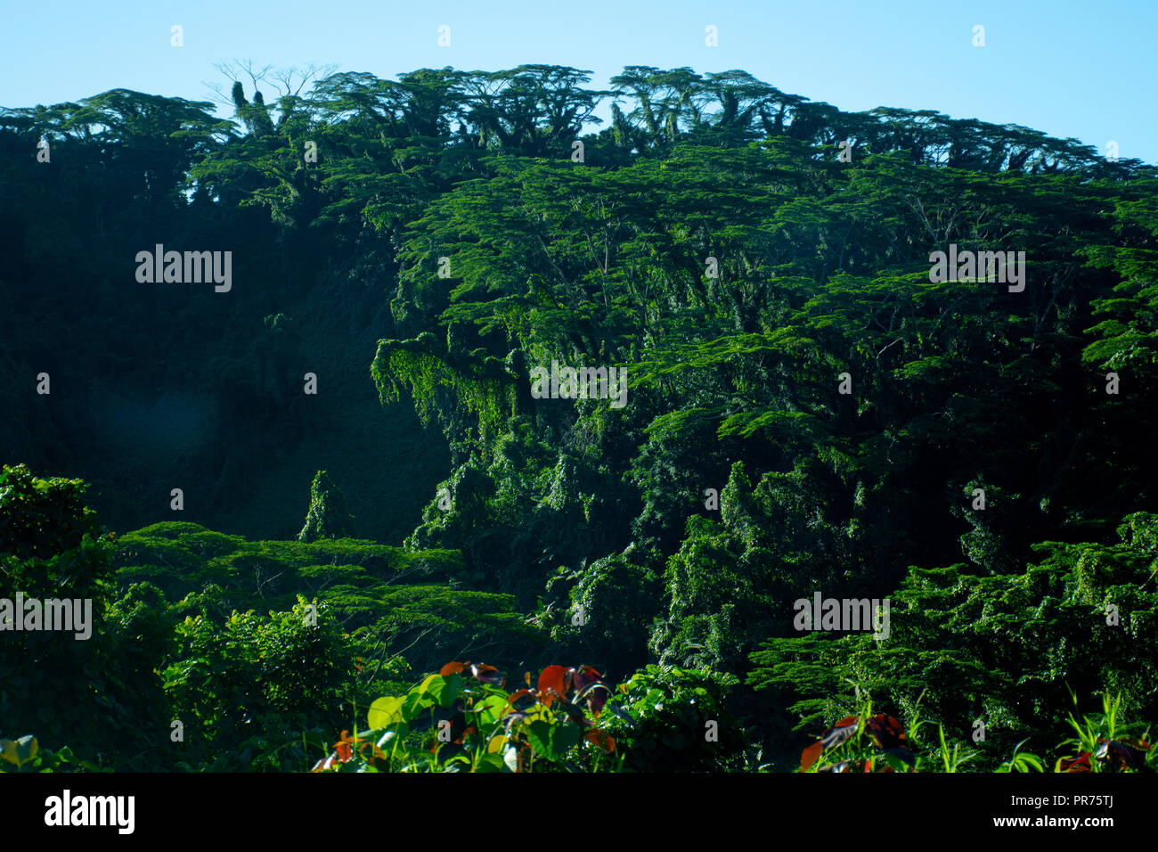 Tropical rainforest in Palikir, Pohnpei, Federated States of Micronesia Stock Photo