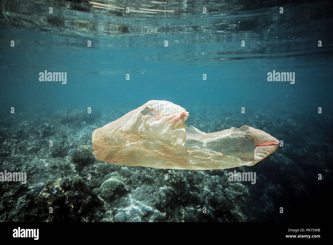 Plastic bag floating underwater over coral reef in Bunaken island ...
