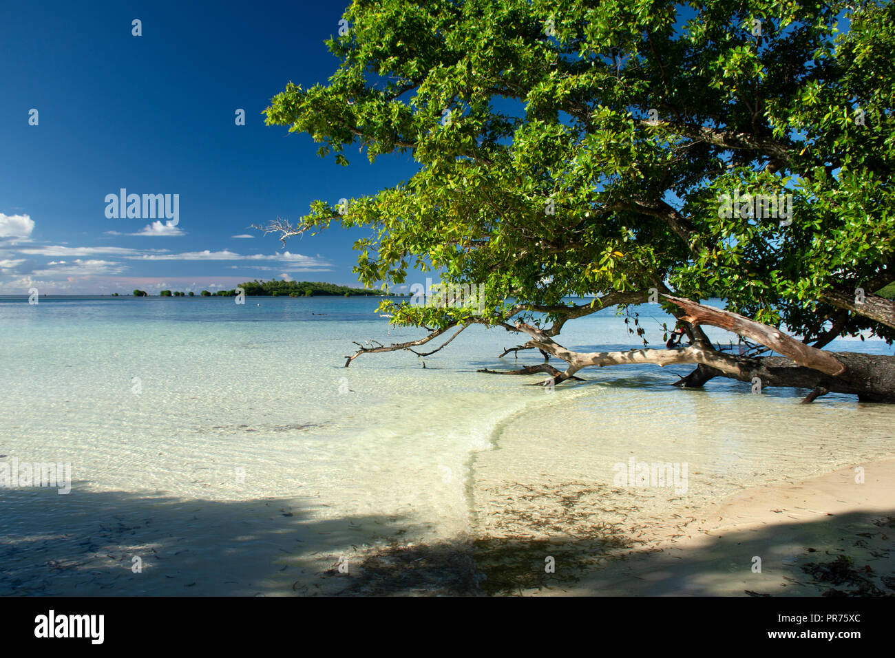 Calm tropical beach with a tree at Na Island, Pohnpei, Federated States of Micronesia Stock Photo