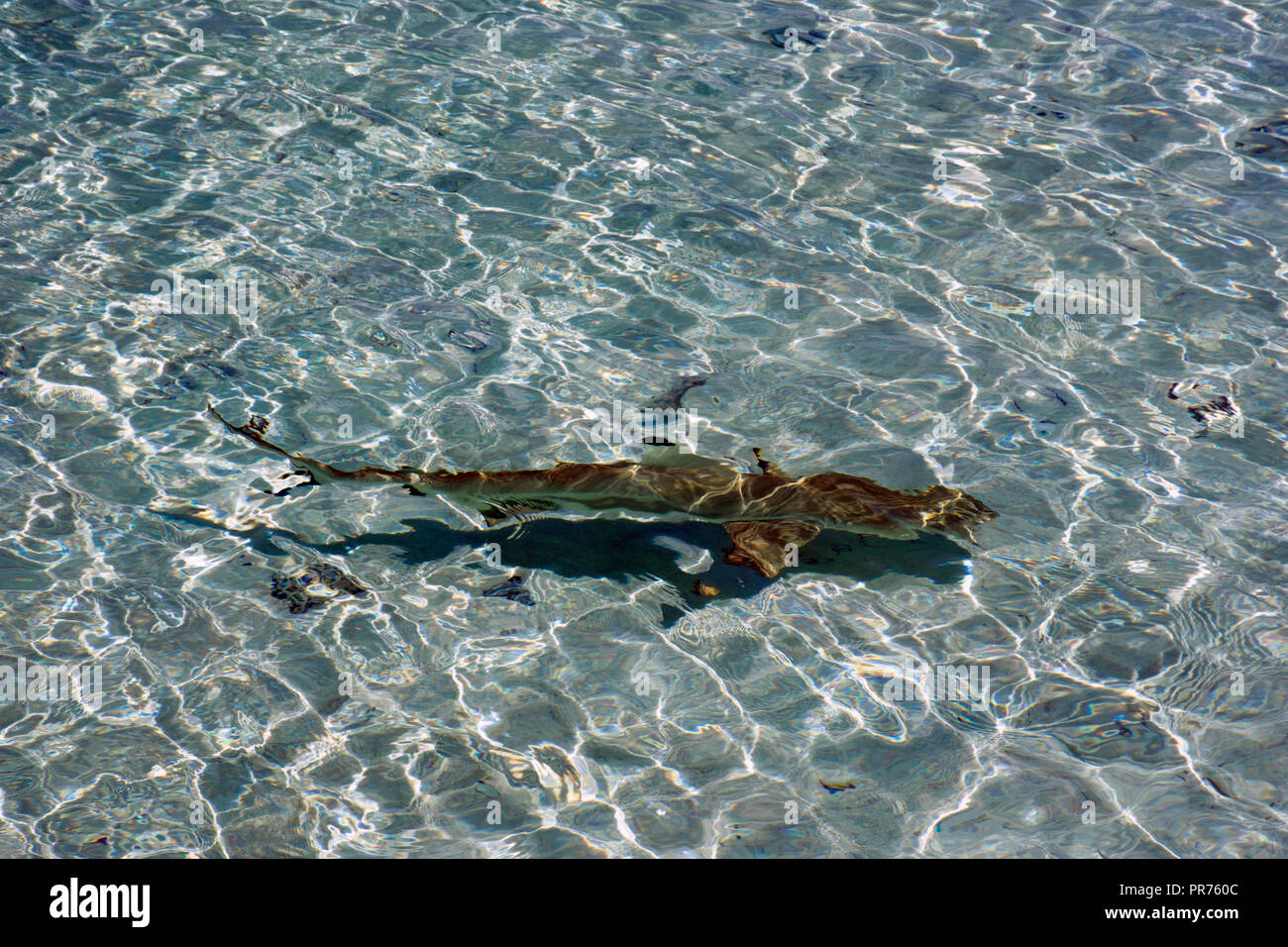 Blacktip reef shark, Carcharhinus melanopterus, swims in a shallow beach, Ant Atoll, Pohnpei, Federated States of Micronesia Stock Photo