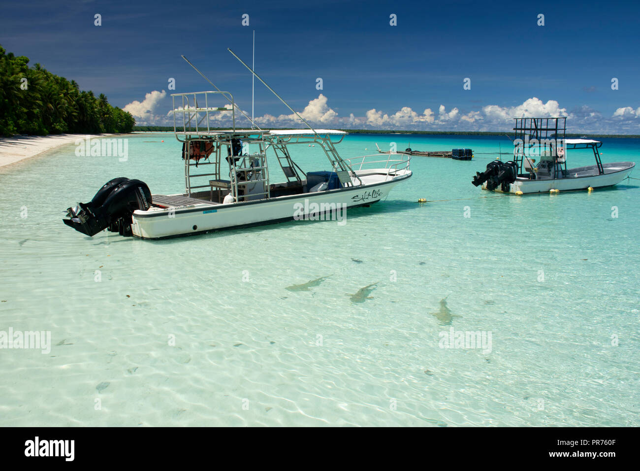 Three blacktip reef sharks, Carcharhinus melanopterus,  swim in the shallows close to moored boats, Ant Atoll, Pohnpei, Federated States of Micronesia Stock Photo