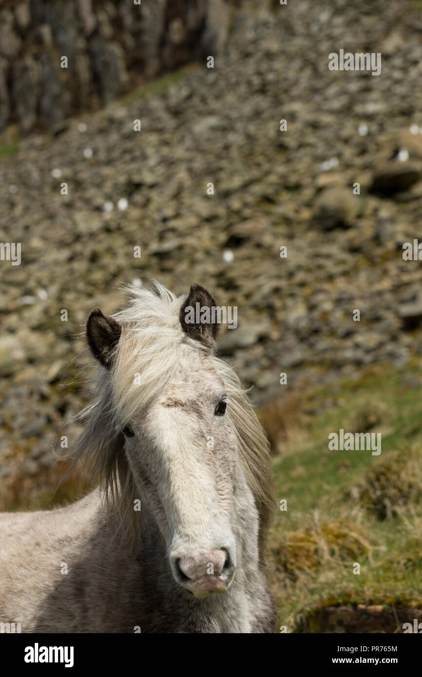 Wild feral Eriskay ponies horses on Holy Isle, Scotland, Northern Europe Stock Photo
