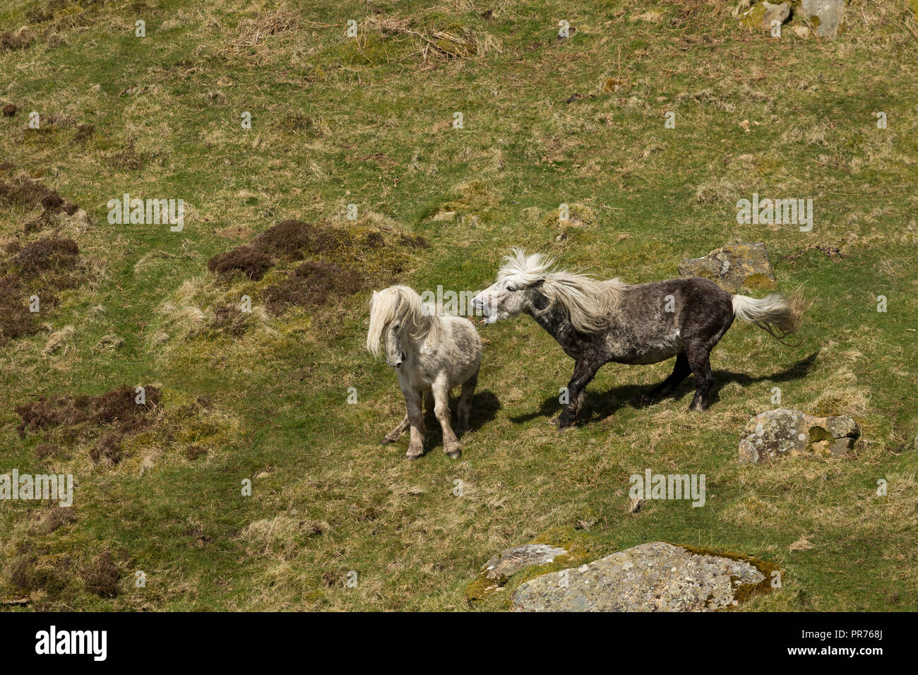 Wild feral Eriskay ponies horses on Holy Isle, Scotland, Northern