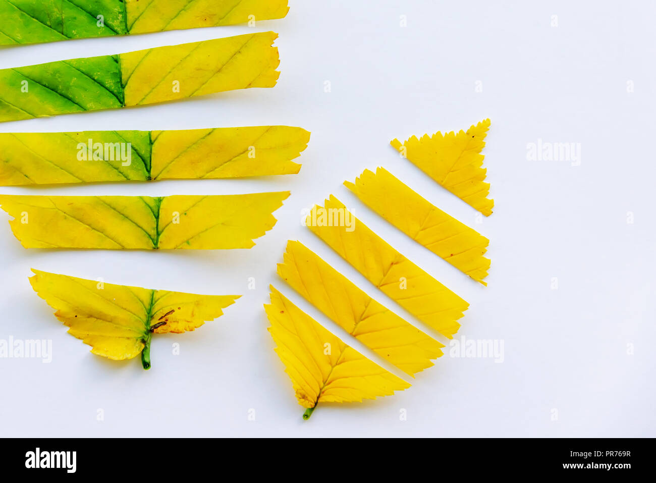 autumn leaves on a white background. copy space Stock Photo - Alamy