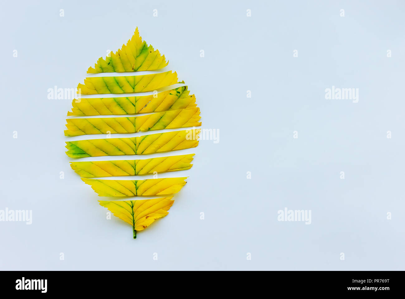 autumn leaves on a white background. copy space Stock Photo - Alamy