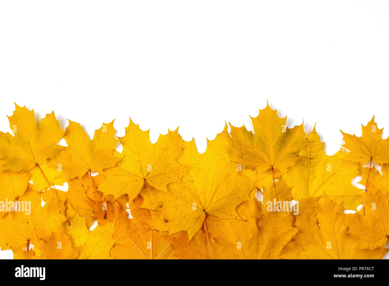 Yellow maple leaves frame with copy space isolated on white background ...