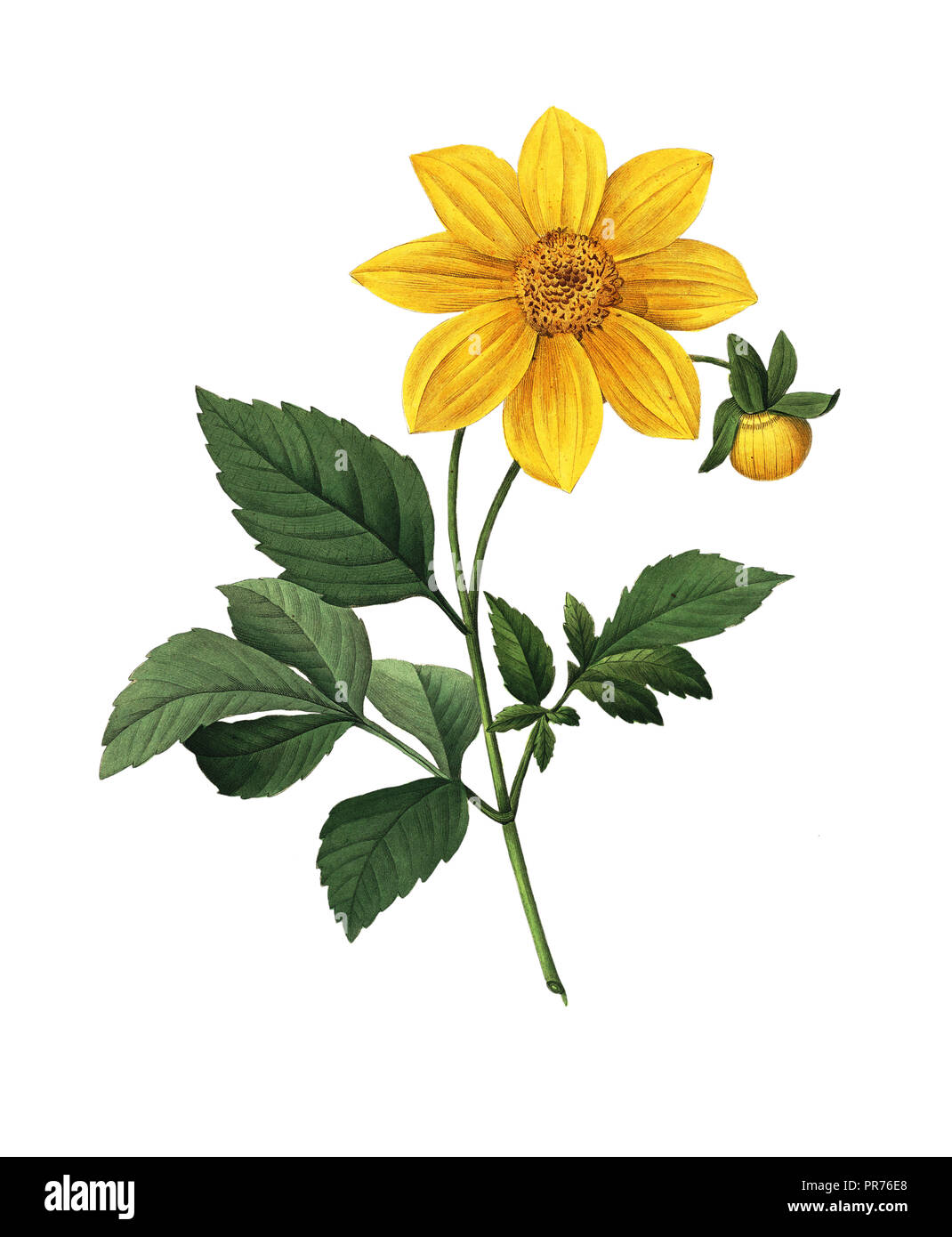 Dahlia flower 19th century hi-res stock photography and