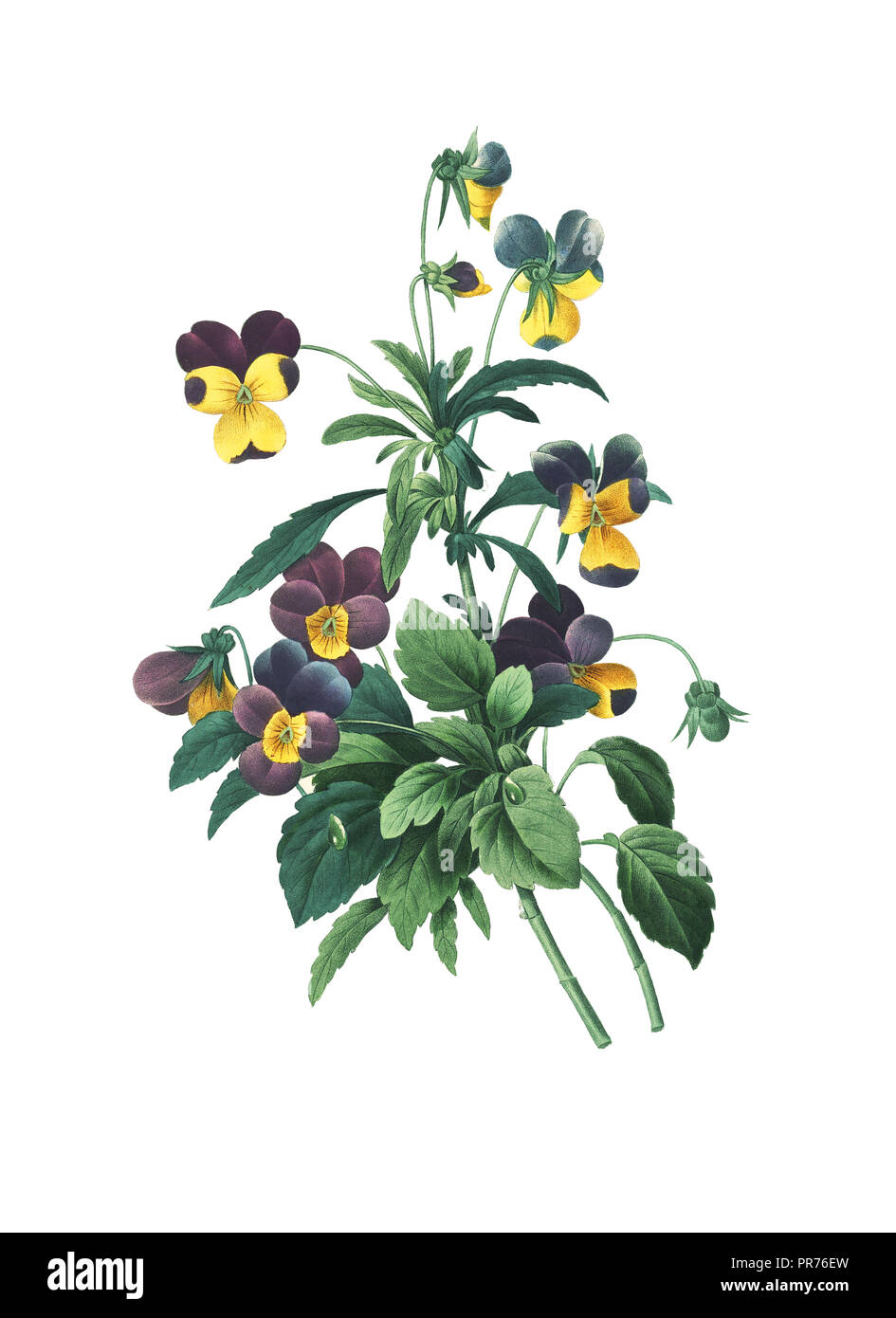 19th-century illustration of a Viola tricolor, also known as heartsease, heart's ease, heart's delight, tickle-my-fancy, Jack-jump-up-and-kiss-me, com Stock Photo