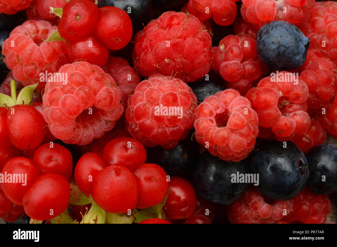 Berry pattern hires stock photography and images Alamy