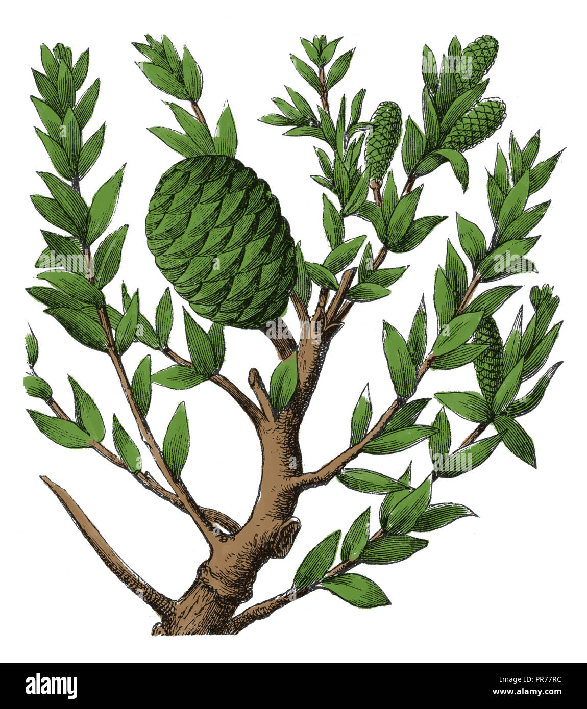 19th century illustration of a branch agathis australis, commonly known