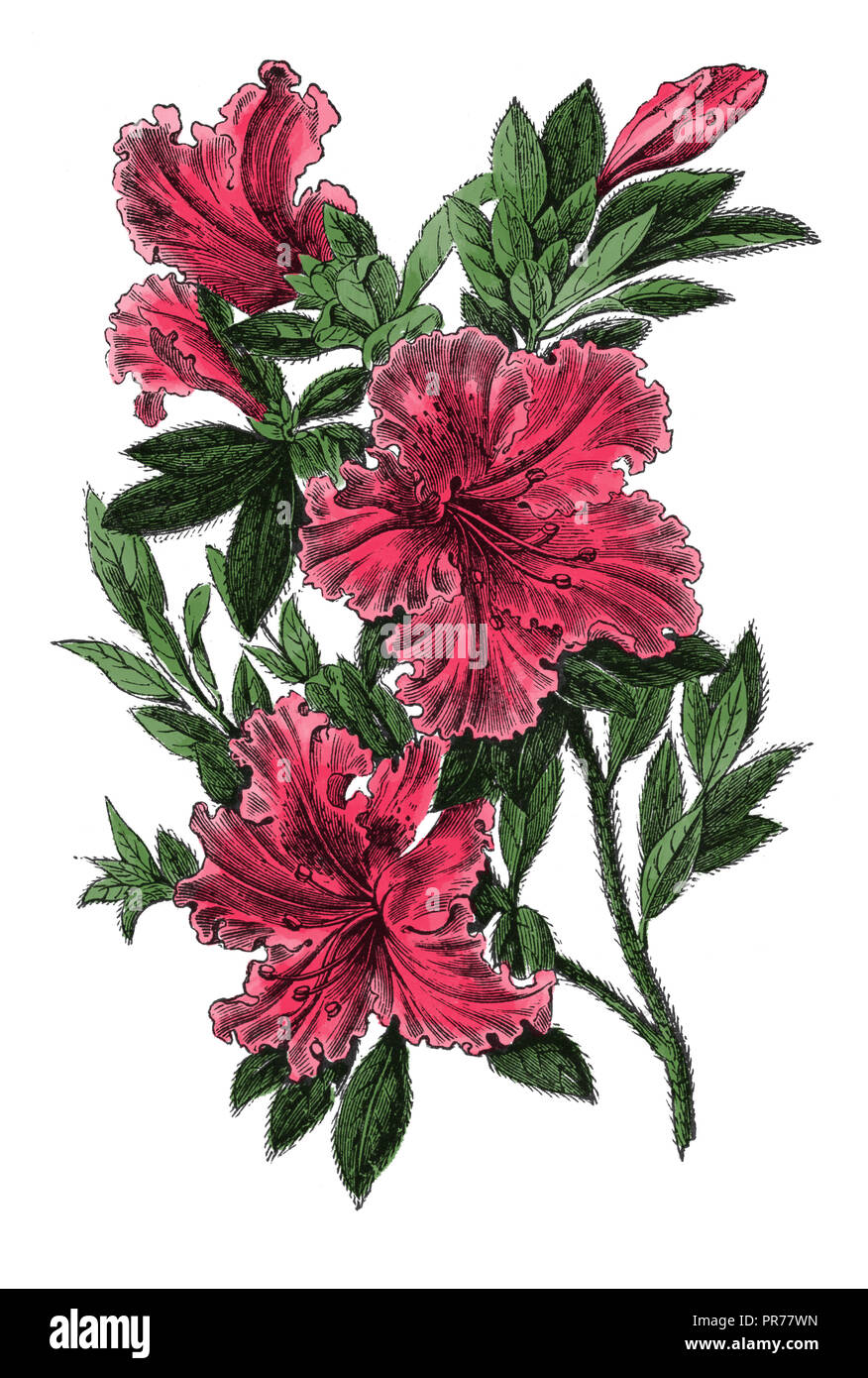 19th century illustration of azalea. Published in Systematischer Bilder-Atlas zum Conversations-Lexikon, Ikonographische Encyklopaedie der Wissenschaf Stock Photo