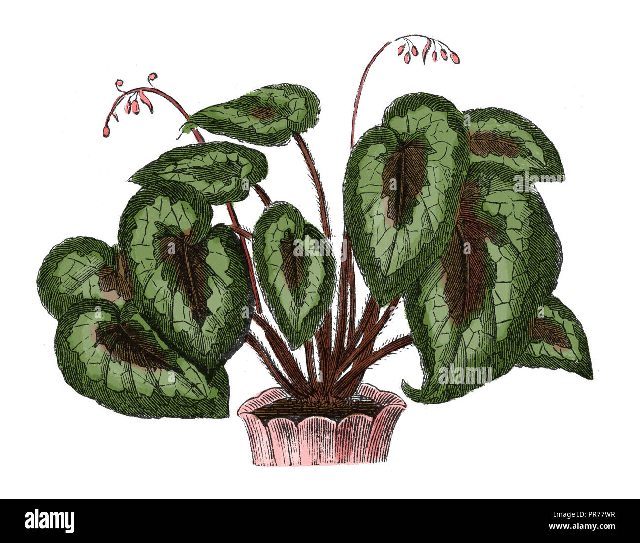 19th century illustration of begonia rex. Published in Systematischer Bilder-Atlas zum Conversations-Lexikon, Ikonographische Encyklopaedie der Wissen Stock Photo