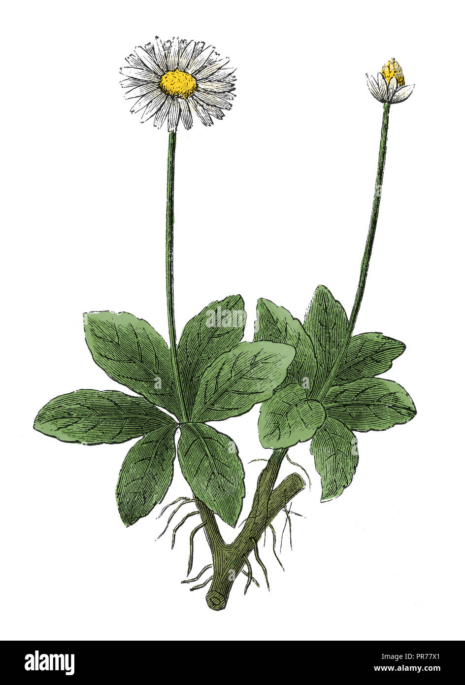 19th century illustration of Bellis perennis - common daisy, lawn daisy or English daisy. Published in Systematischer Bilder-Atlas zum Conversations-L Stock Photo