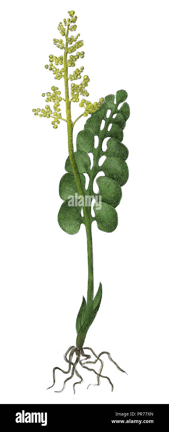 19th century illustration of botrychium lunaria, know as common moonwort. Published in Systematischer Bilder-Atlas zum Conversations-Lexikon, Ikonogra Stock Photo