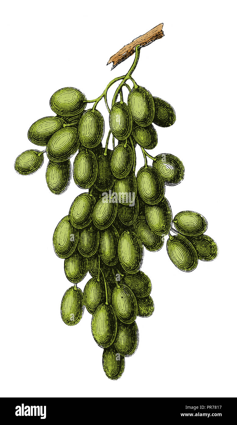19th century illustration of common grape vine (vitis vinifera). Published in Systematischer Bilder-Atlas zum Conversations-Lexikon, Ikonographische E Stock Photo