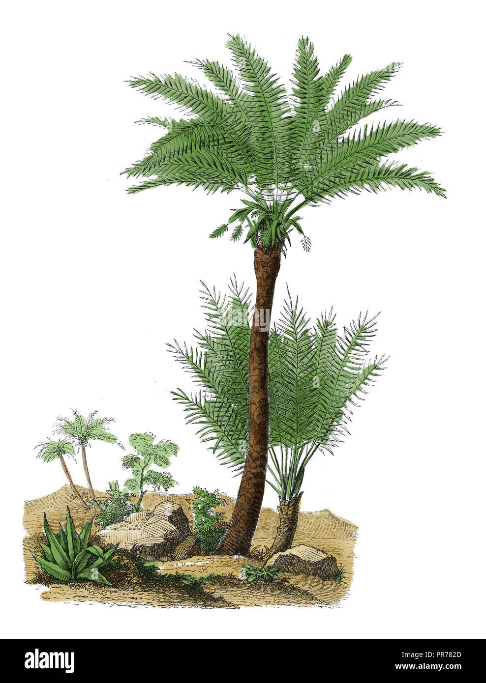 19th century illustration of phoenix dactylifera - a palm in the genus Phoenix, cultivated for its edible sweet fruit. Published in Systematischer Bil Stock Photo