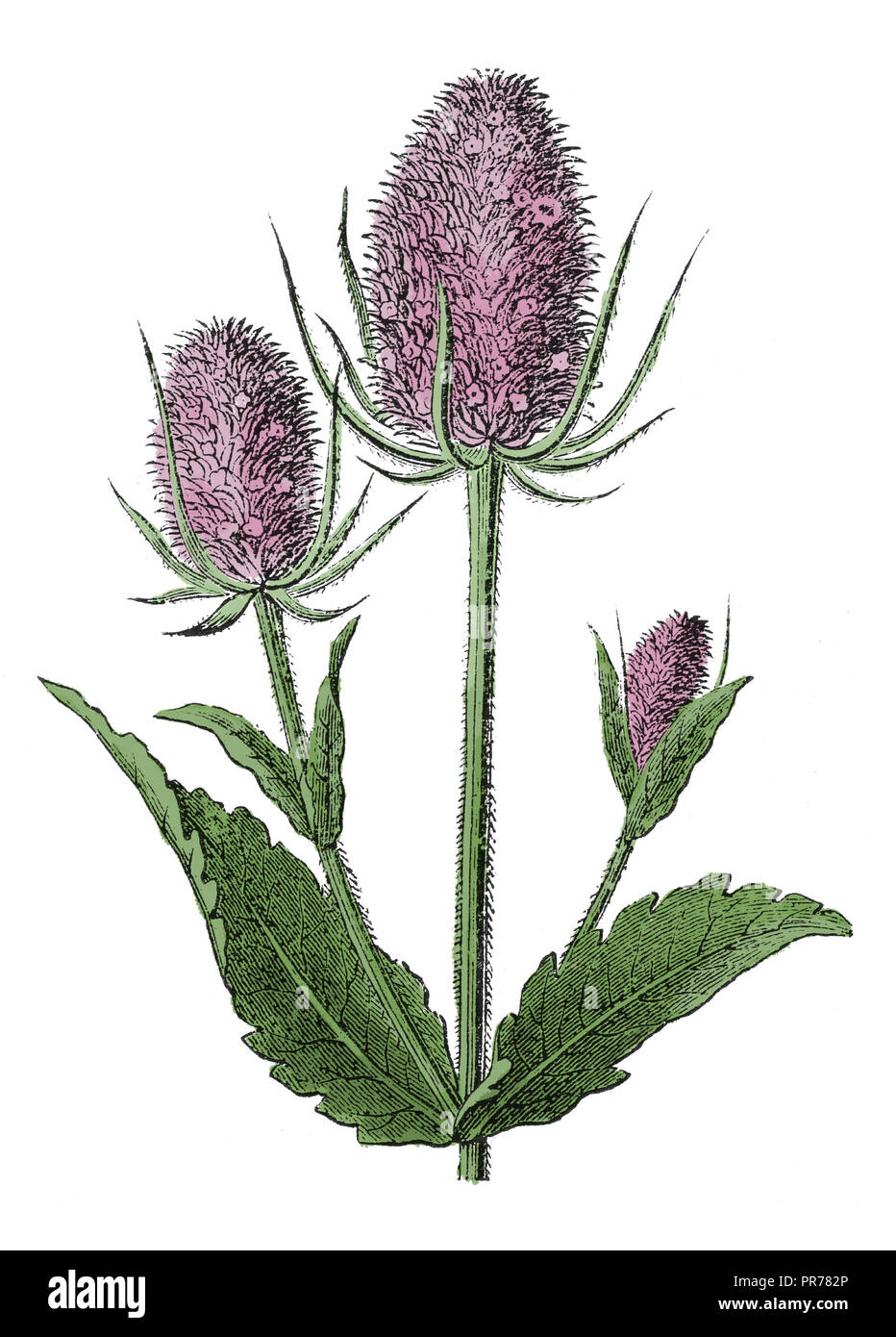 19th century illustration of Dipsacus fullonum, syn. Dipsacus sylvestris, is a species of flowering plant known by the common names Fuller's teasel an Stock Photo