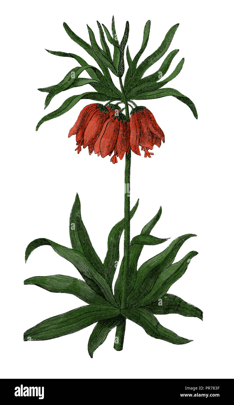 19th century illustration of Fritillaria imperialis, known as Crown imperial or Kaiser's crown. Published in Systematischer Bilder-Atlas zum Conversat Stock Photo