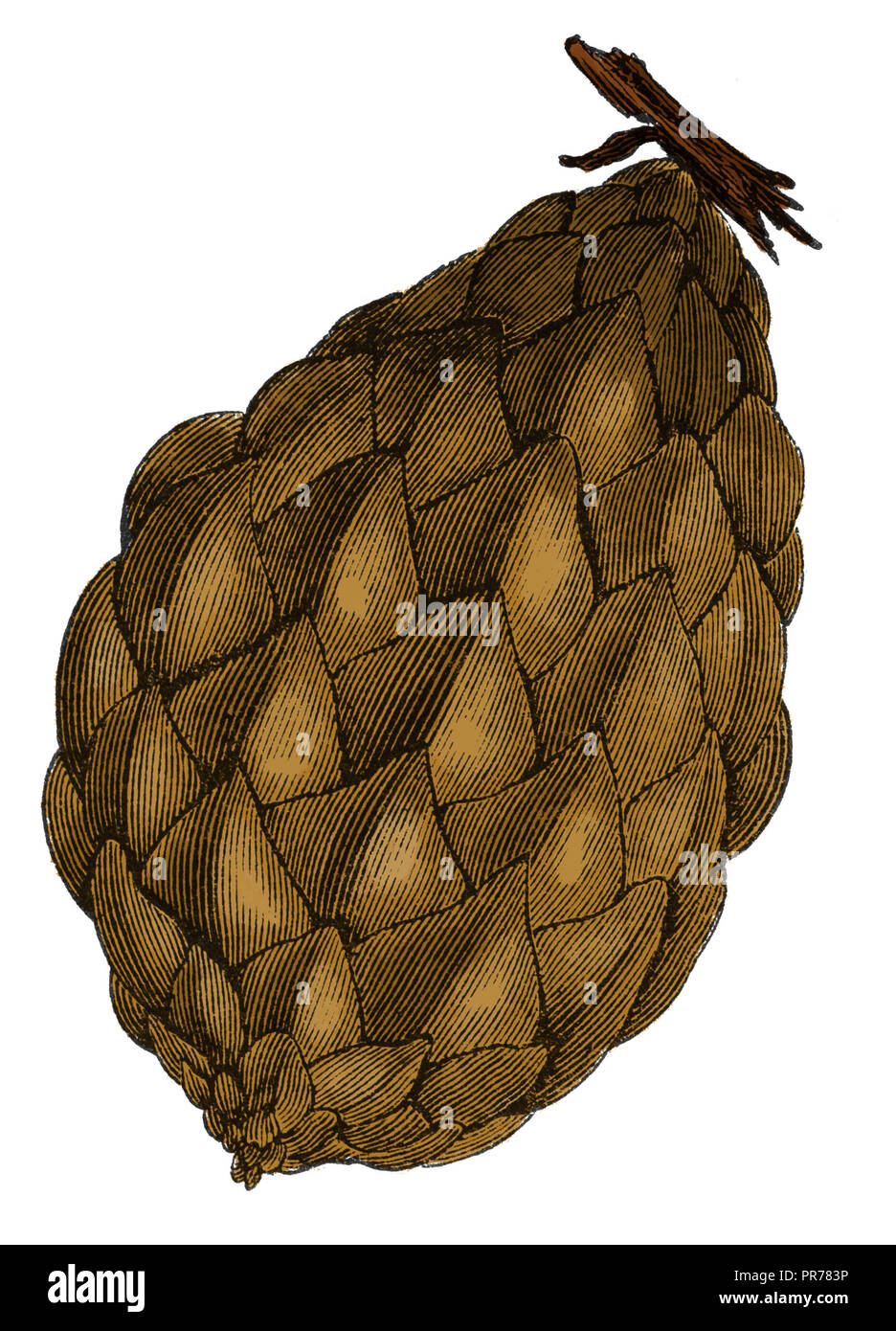 19th century illustration of a fruit of metroxylon sagu (sagu palm). Published in Systematischer Bilder-Atlas zum Conversations-Lexikon, Ikonographisc Stock Photo