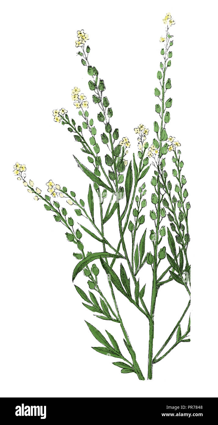 19th century illustration of garden cress (Lepidium sativum). Published in Systematischer Bilder-Atlas zum Conversations-Lexikon, Ikonographische Ency Stock Photo