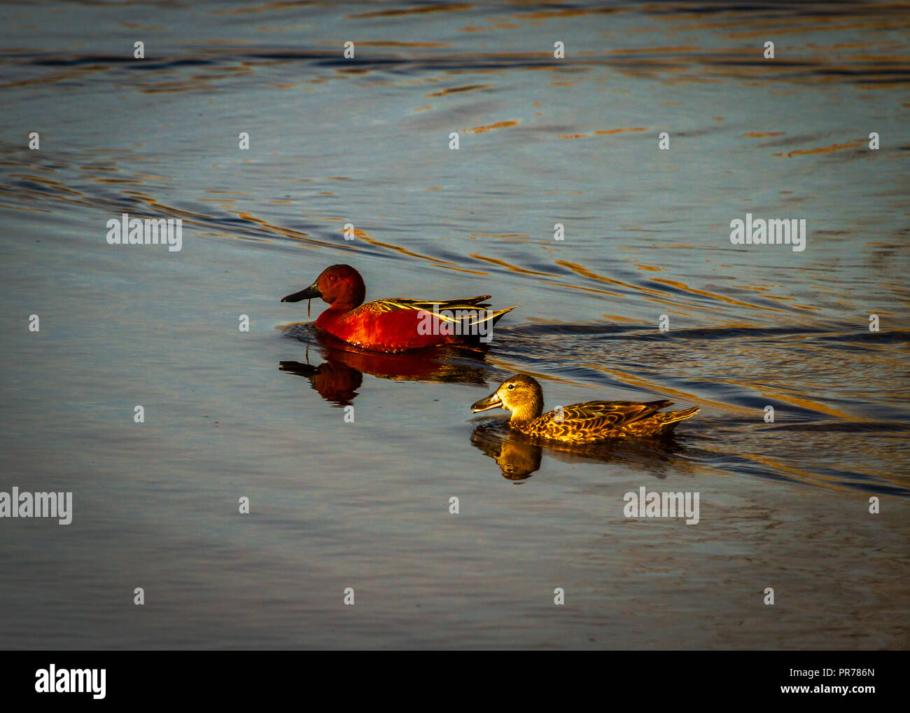 The cinnamon teal (Spatula cyanoptera) Stock Photo