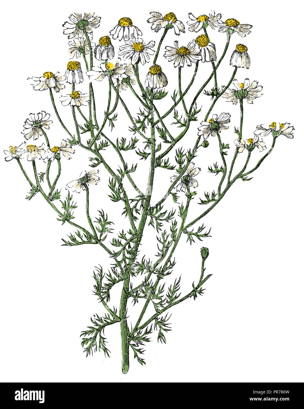 19th century illustration of Matricaria chamomilla (synonym: Matricaria recutita), commonly known as chamomile. Published in Systematischer Bilder-Atl Stock Photo