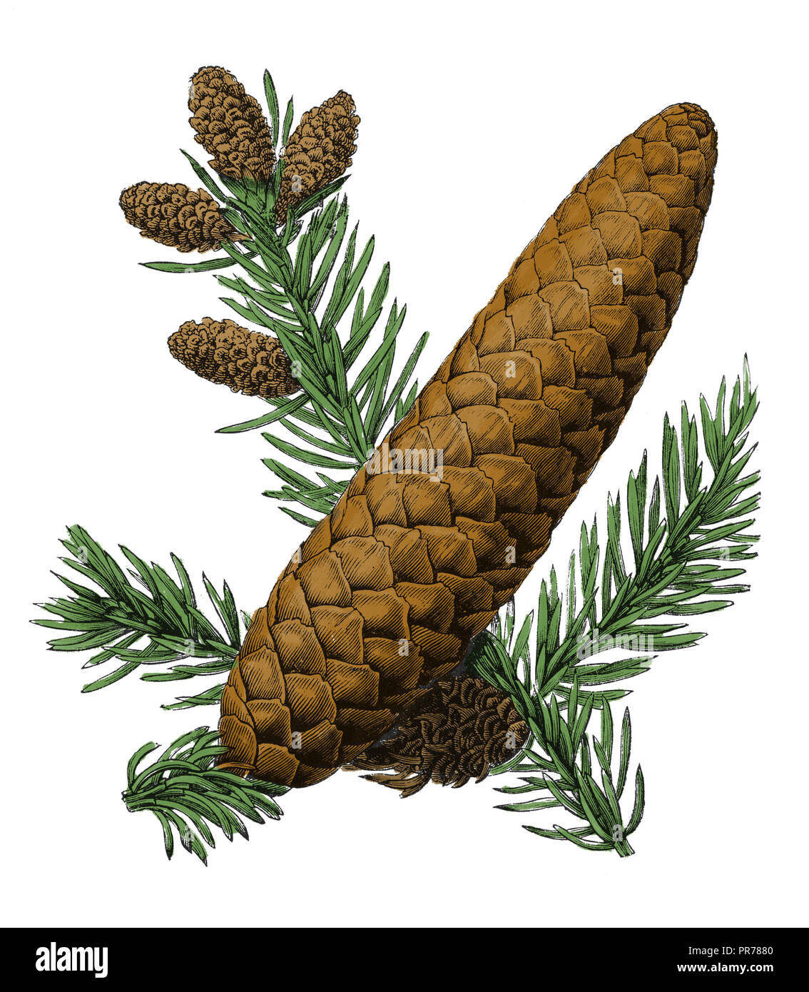 19th century illustration of Norway spruce (Picea abies). Published in Systematischer Bilder-Atlas zum Conversations-Lexikon, Ikonographische Encyklop Stock Photo