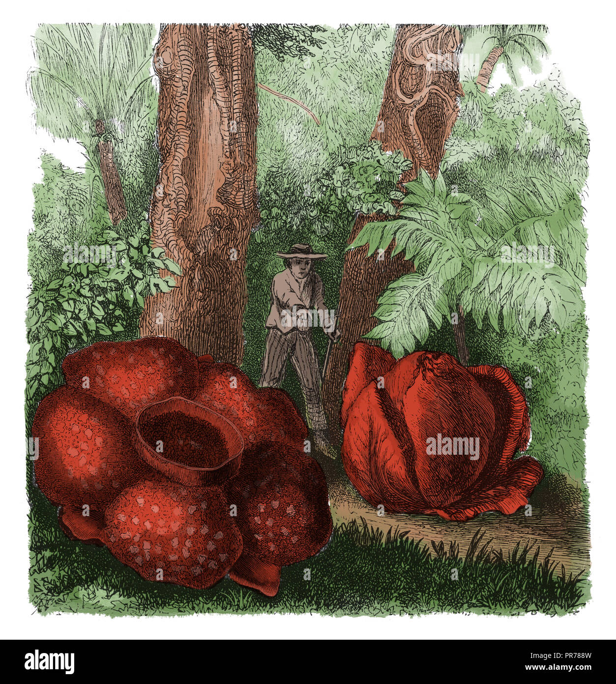 19th century illustration of the natural habitat of Rafflesia Arnoldi - noted for producing the largest individual flower on earth. Published in Syste Stock Photo