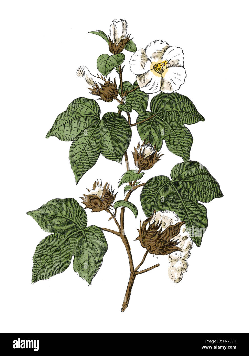 19th century illustration of Gossypium hirsutum, also known as upland cotton or Mexican cotton. Published in Systematischer Bilder-Atlas zum Conversat Stock Photo