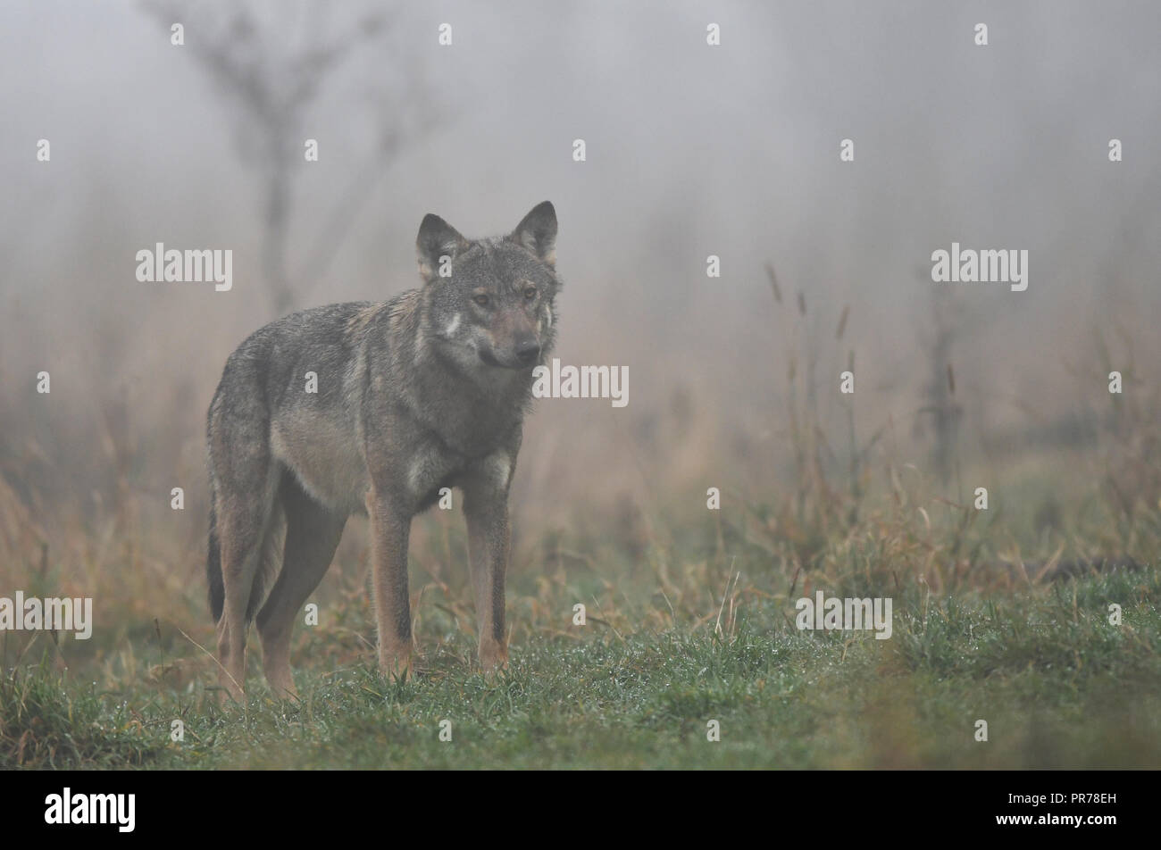 dark gray wolf