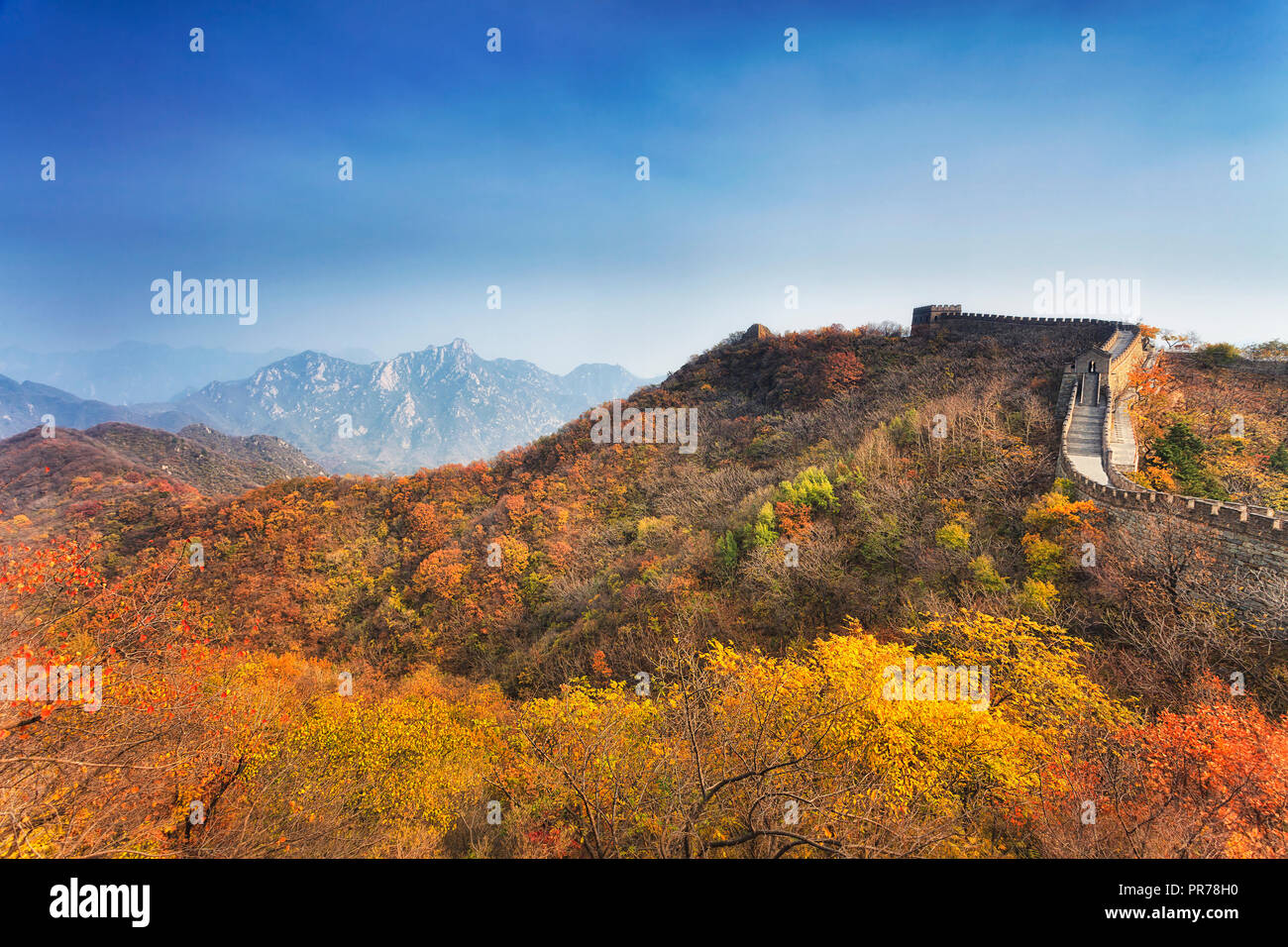 China The Great Wall ancient fortification construction from chinese emperor dynasties times autumn season yellow trees bright sunny days high in moun Stock Photo