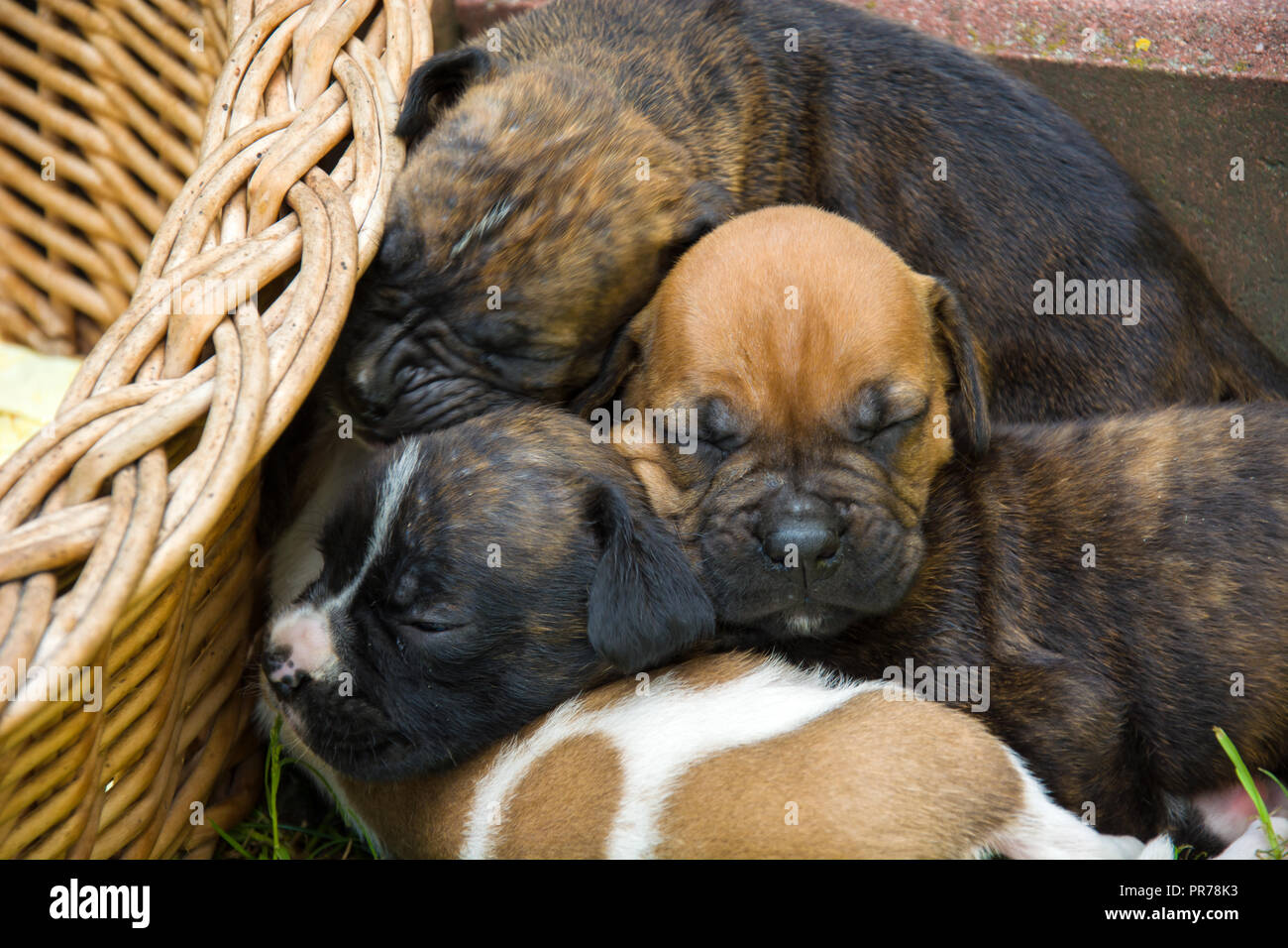 Three sleeping tiny puppies next to a wicker basket Stock Photo