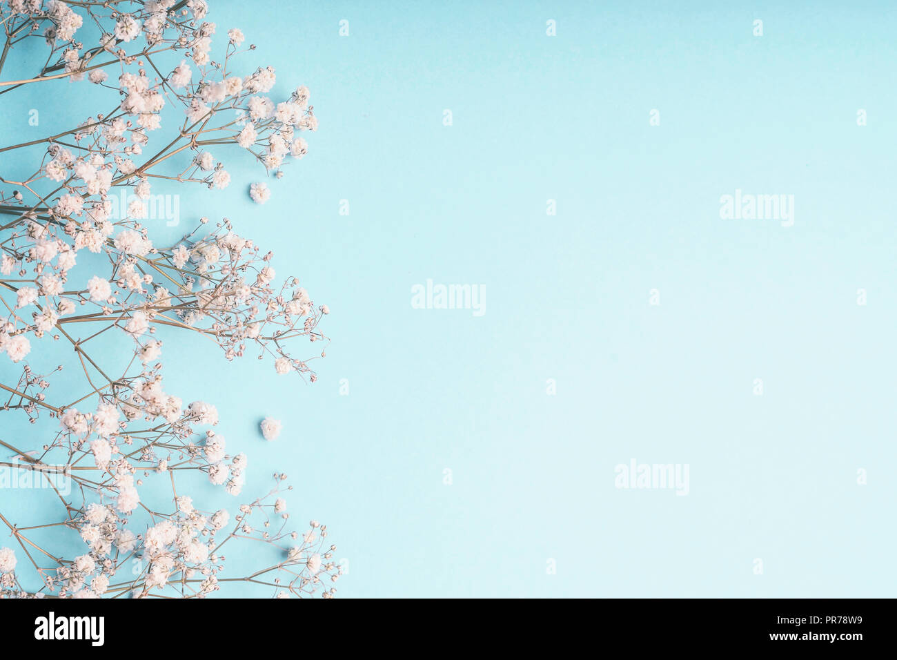 Light blue floral background with white Gypsophila flowers and copy space  for your design. Baby's-breath flowers on pastel blue desktop Stock Photo -  Alamy