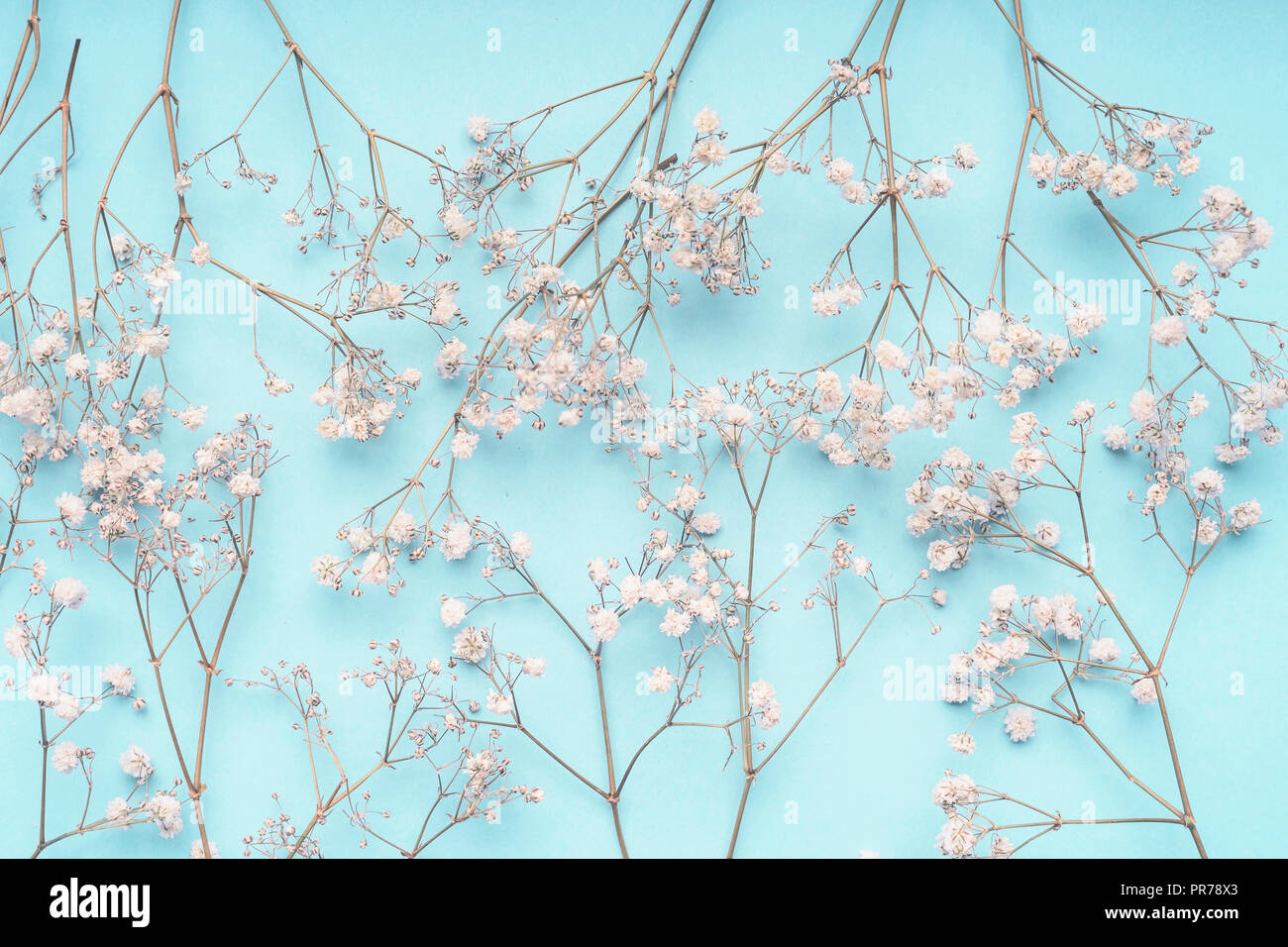 Light blue floral background with white Gypsophila flowers. Baby's-breath  flowers pattern on pastel blue layout. Flat lay spring and summer Stock  Photo - Alamy