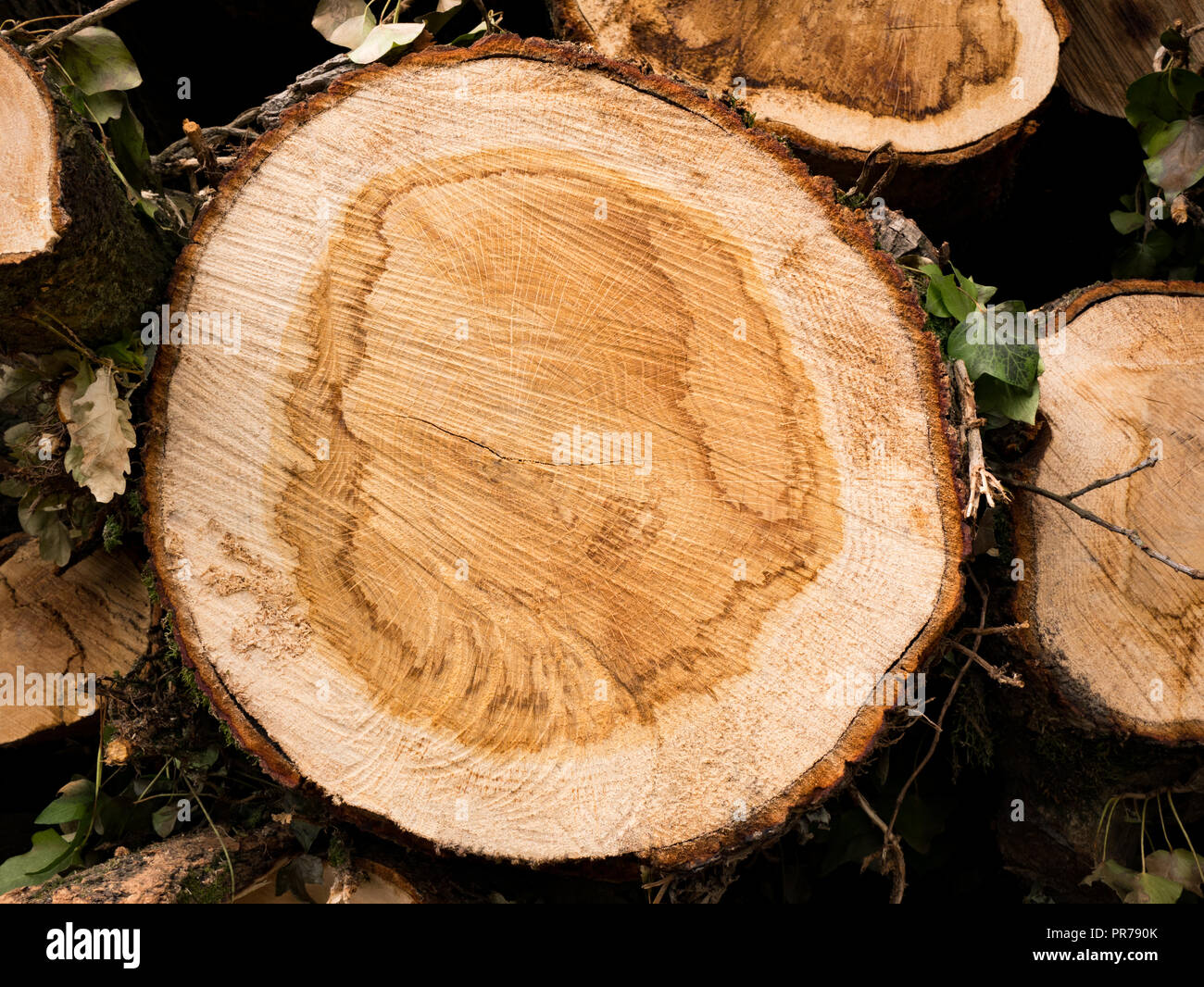 Cross age hires stock photography and images Alamy